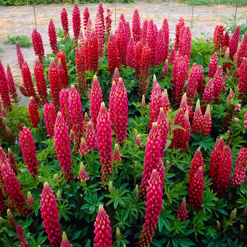 Lupin The Pages