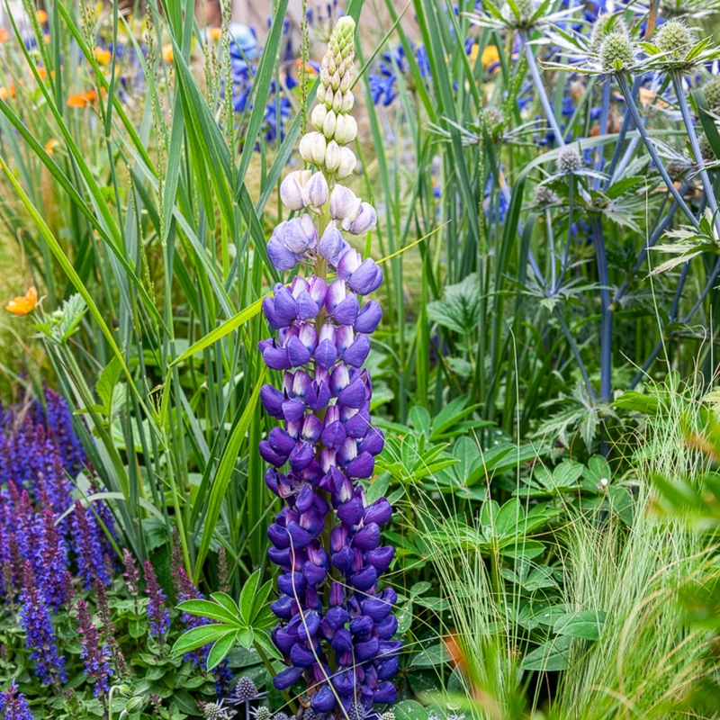Lupin Persian Slipper