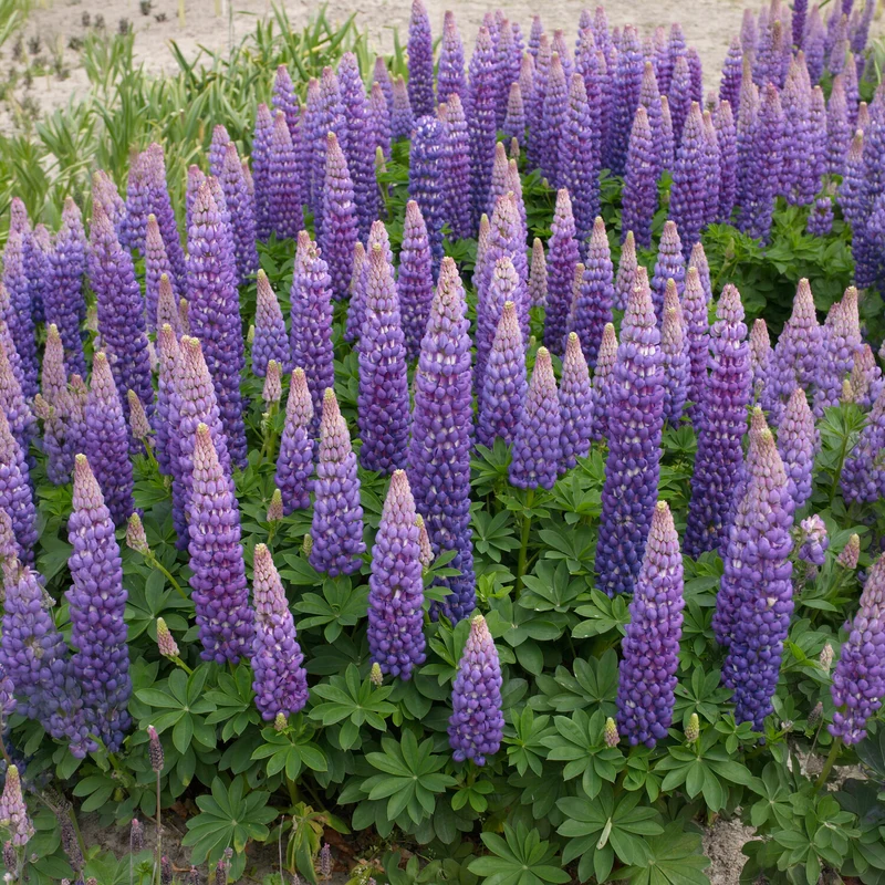 Lupin Persian Slipper