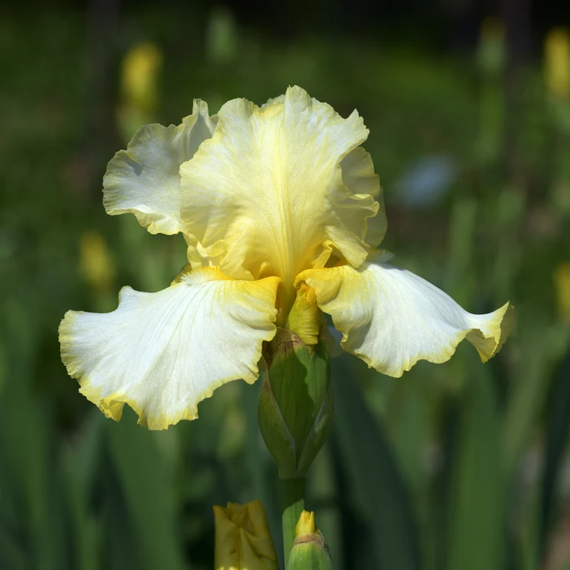 Iris de jardin Brides Halo
