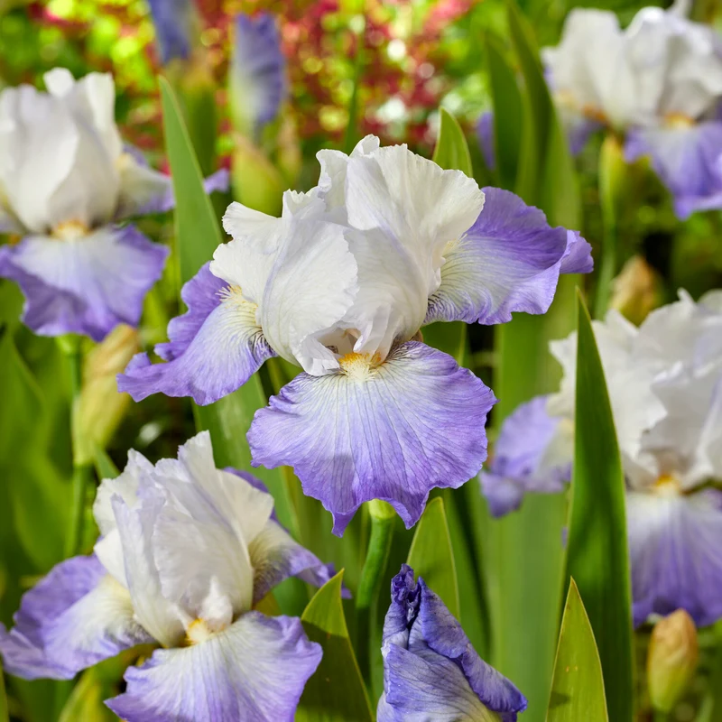 Iris de jardin Alizés