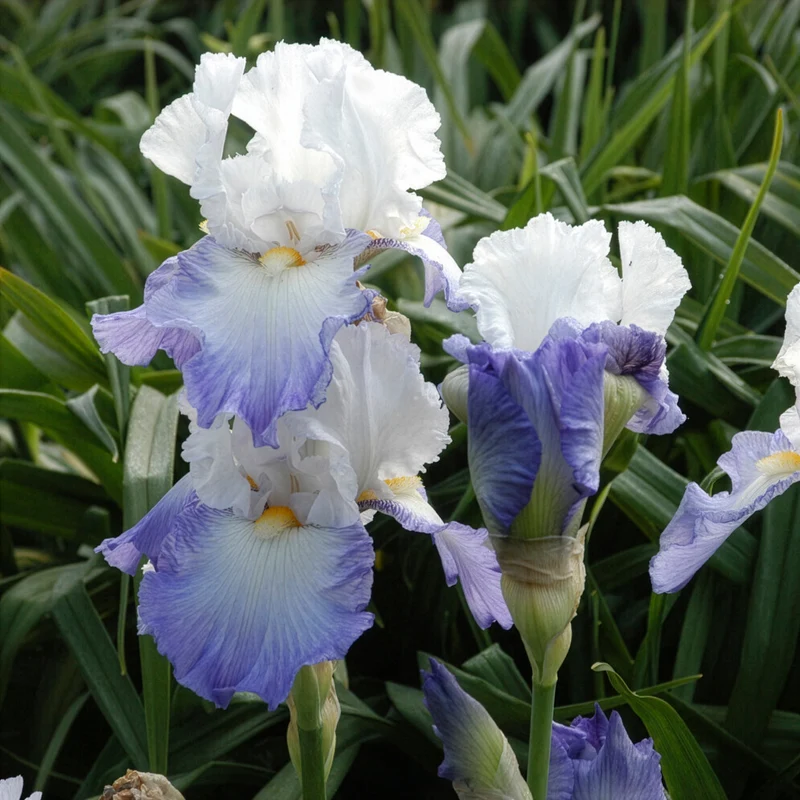 Iris de jardin Alizés