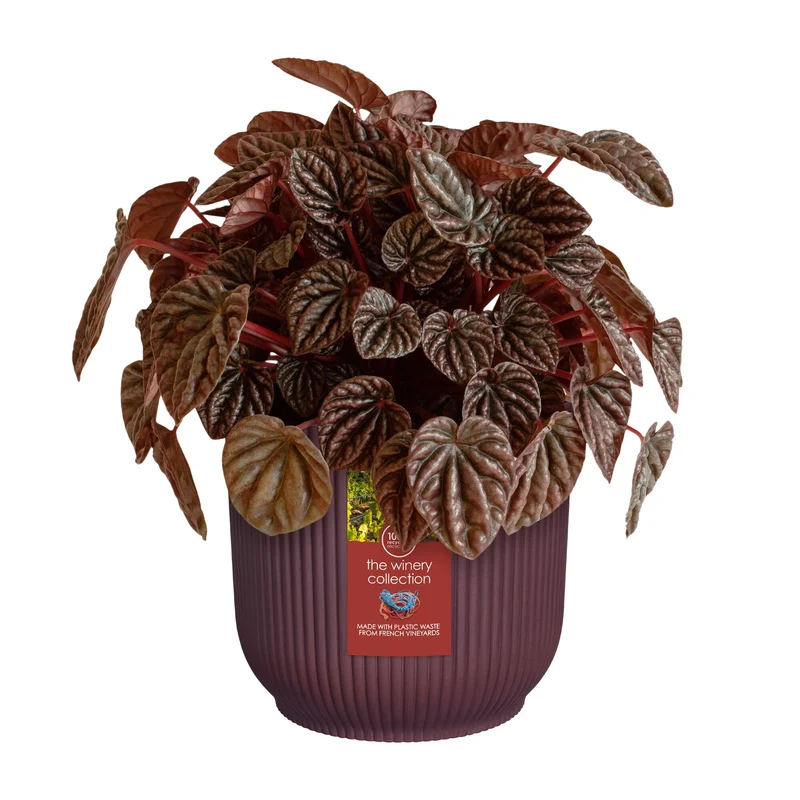 Cache-Pot The Winery collection Rouge bordeaux ELHO