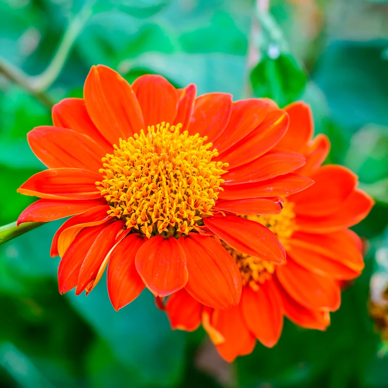 Tournesol du Mexique Torch