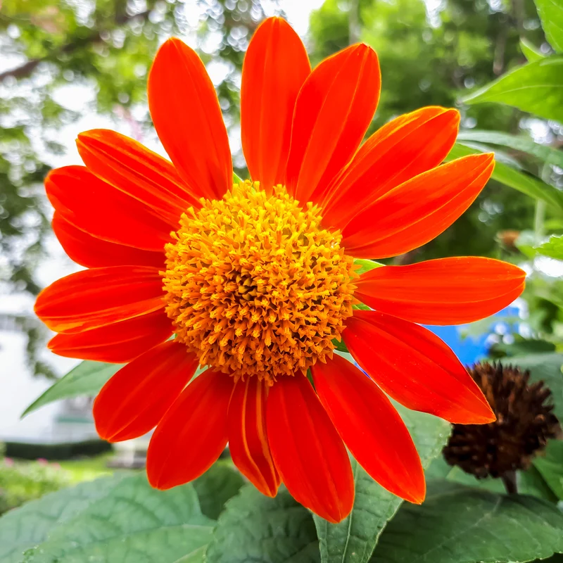 Tournesol du Mexique Torch
