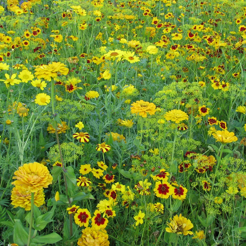 Mélange fleuris doré