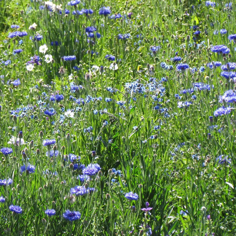 Mélange fleuris bleu
