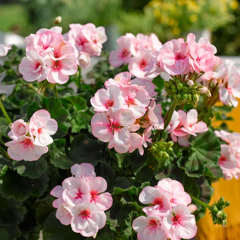 Geranium zonale Estelle