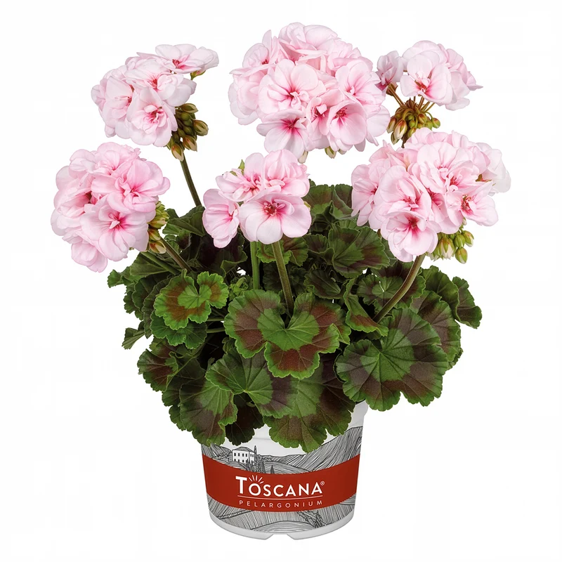 Geranium zonale Estelle
