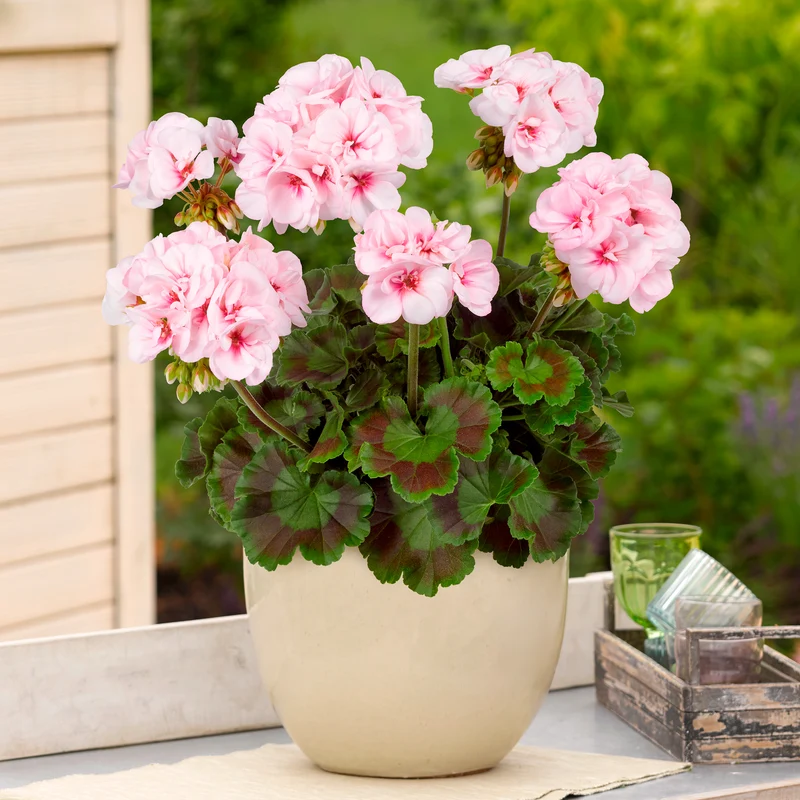 Geranium zonale Estelle