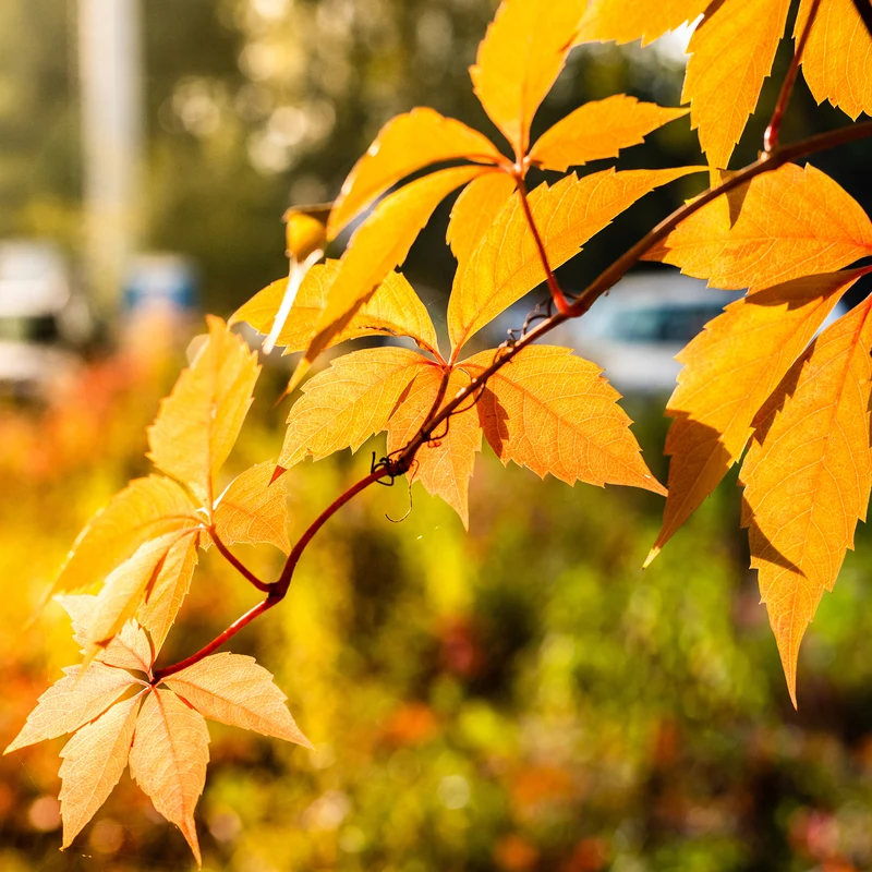 Vigne vierge Yellow Wall®