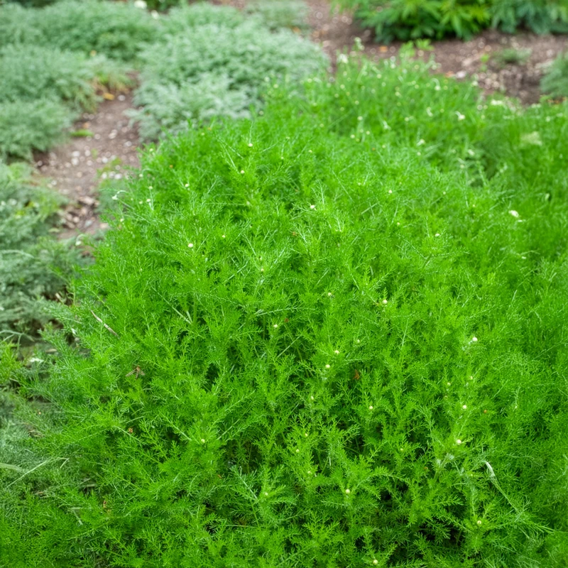 Camomille romaine