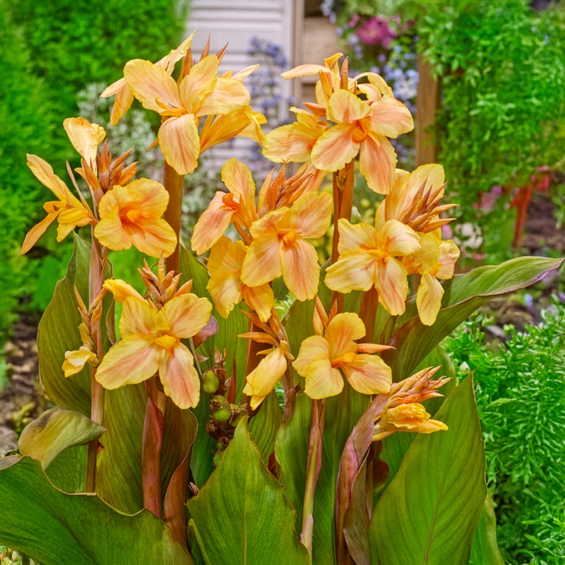 Canna Mme Angèle Martin