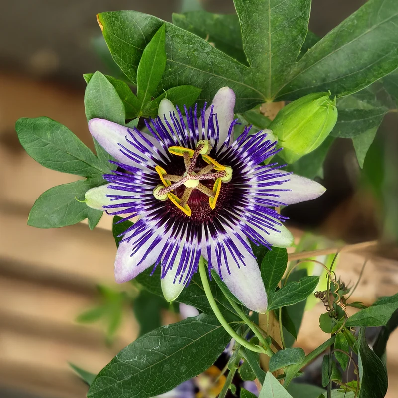 Passiflore Damsel's Delight®