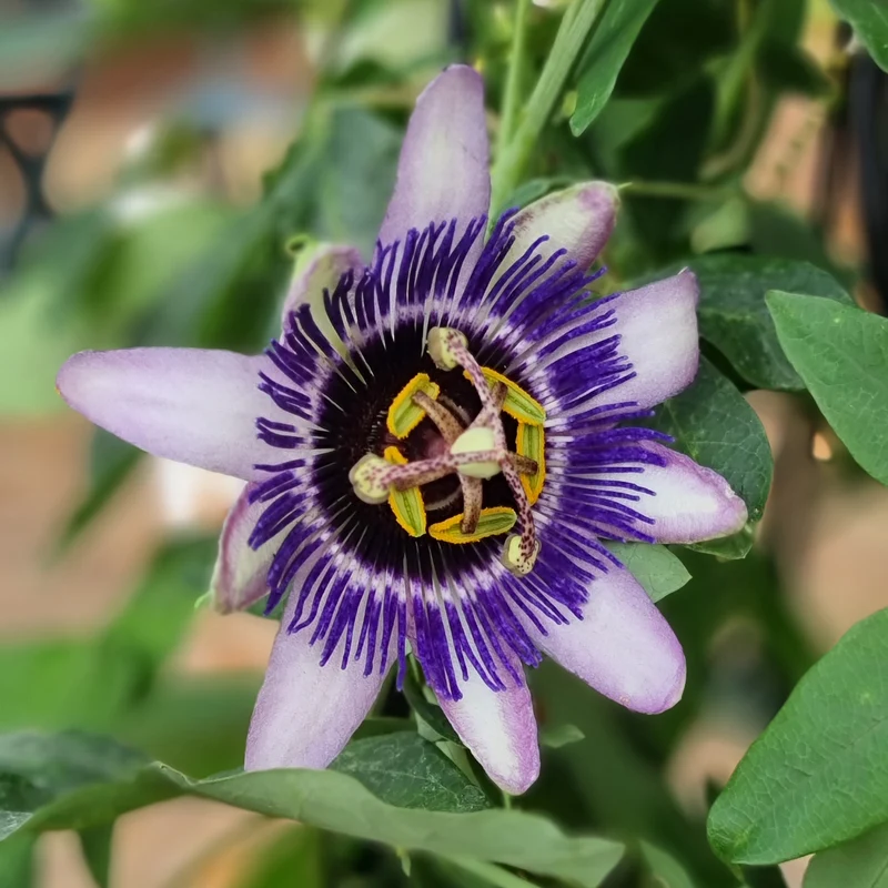 Passiflore Damsel's Delight®