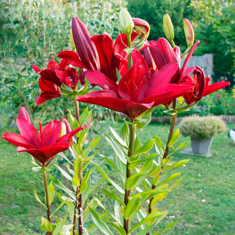 Lis asiatique rouge et mélange de graines de fleurs