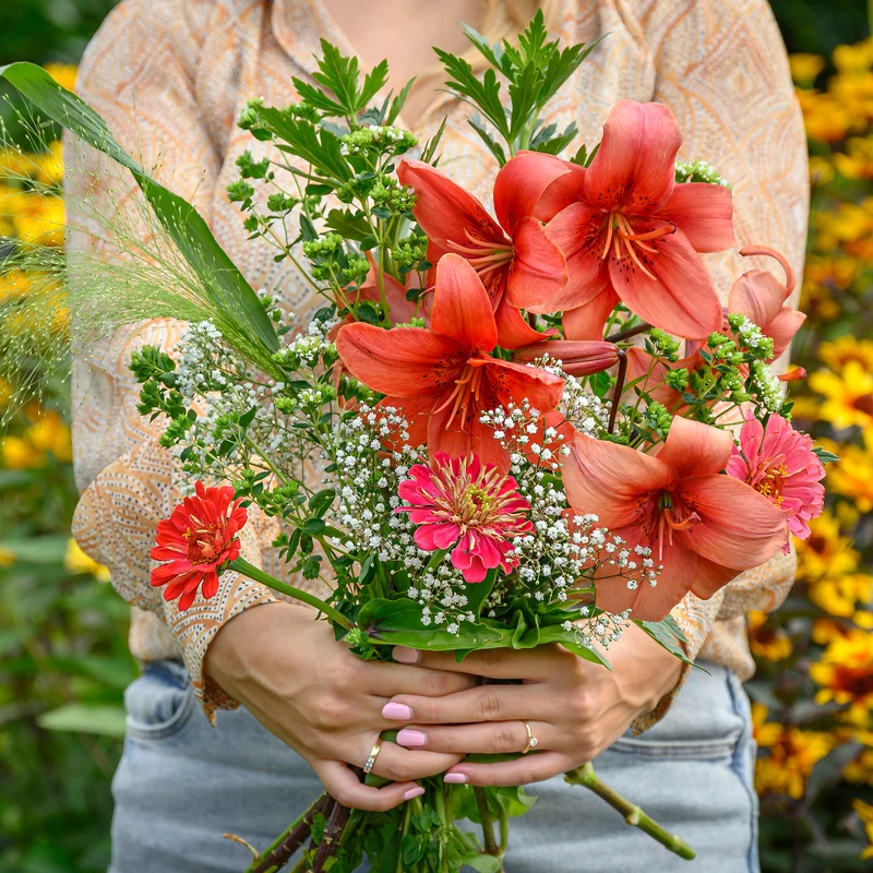Lis asiatique rouge et mélange de graines de fleurs