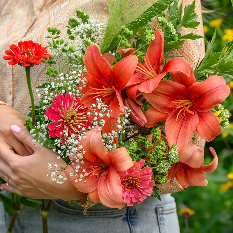 Lis asiatique rouge et mélange de graines de fleurs