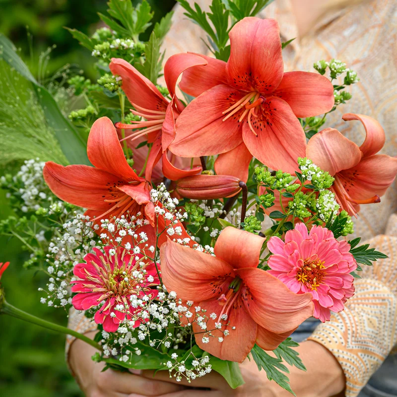 Lis asiatique rouge et mélange de graines de fleurs