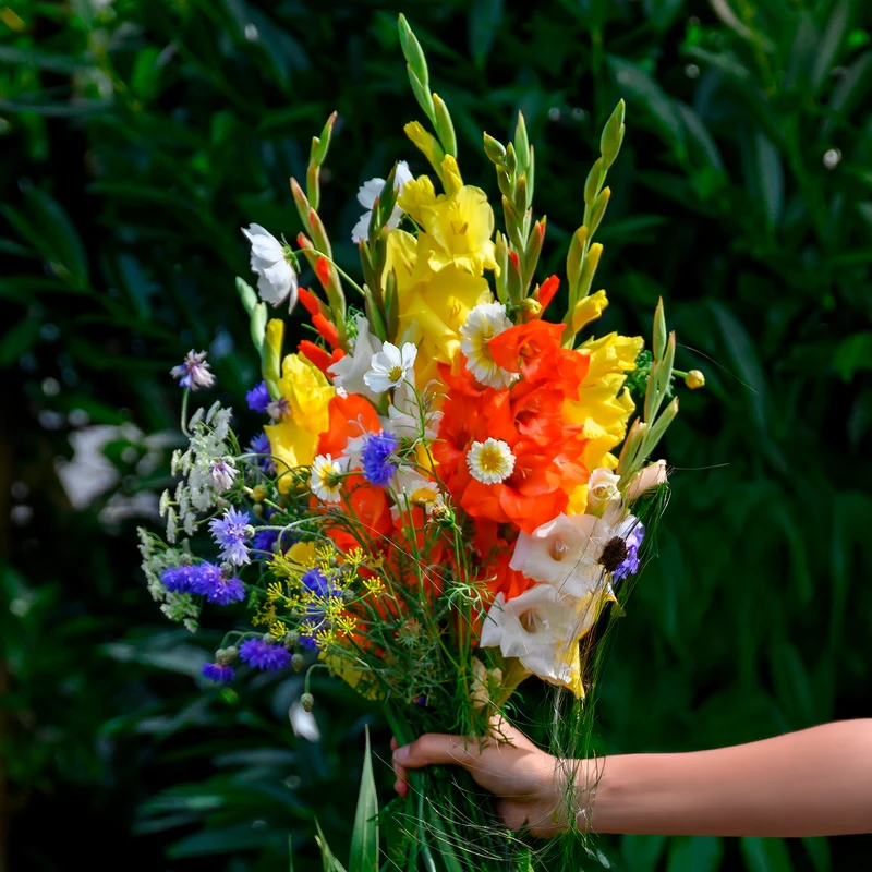 Glaïeul et mélange de graines de fleurs