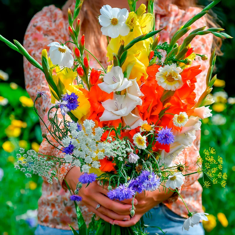 Glaïeul et mélange de graines de fleurs