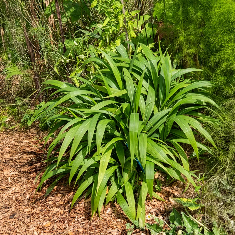Herbe palmier