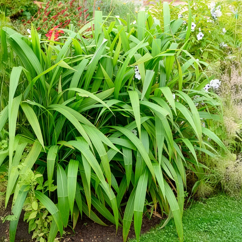 Herbe palmier