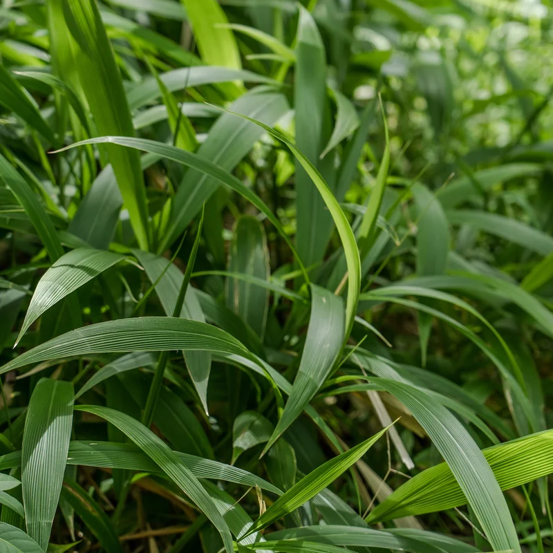 Herbe palmier