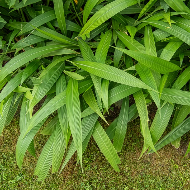 Herbe palmier