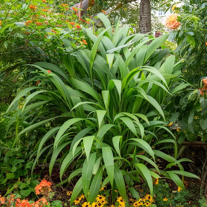 Herbe palmier