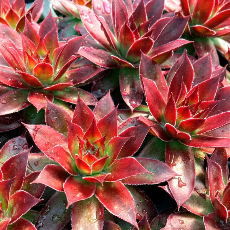 Joubarbe Chick Charms® Strawberry Kiwi - Sempervivum