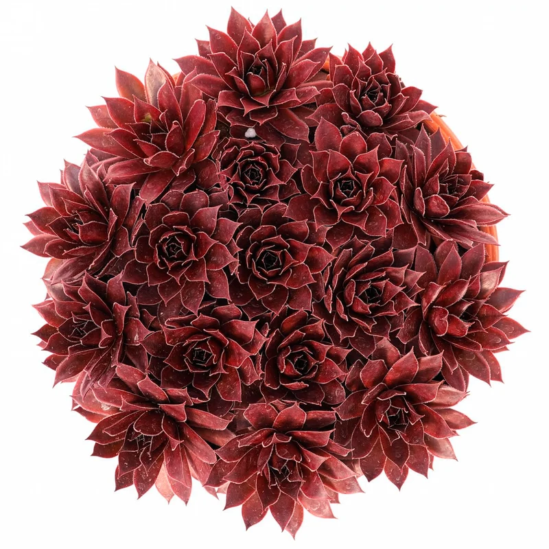 Joubarbe Chick Charms® Strawberry Kiwi - Sempervivum