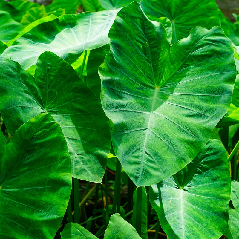Colocasia esculenta