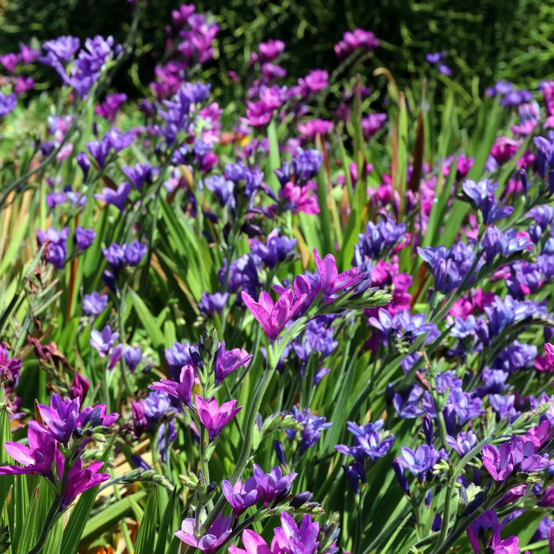 Babiana stricta