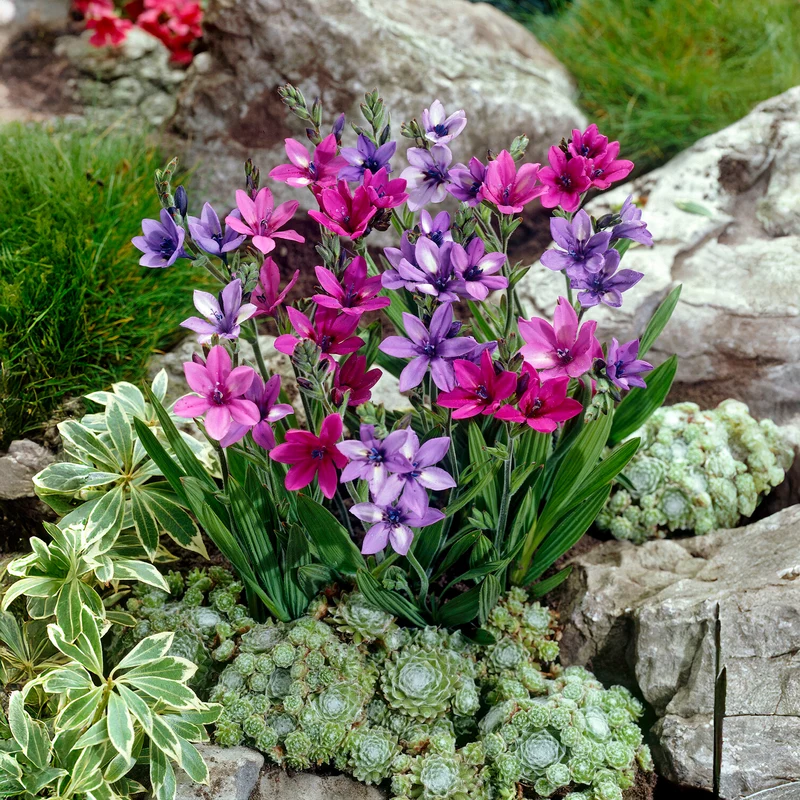 Babiana stricta