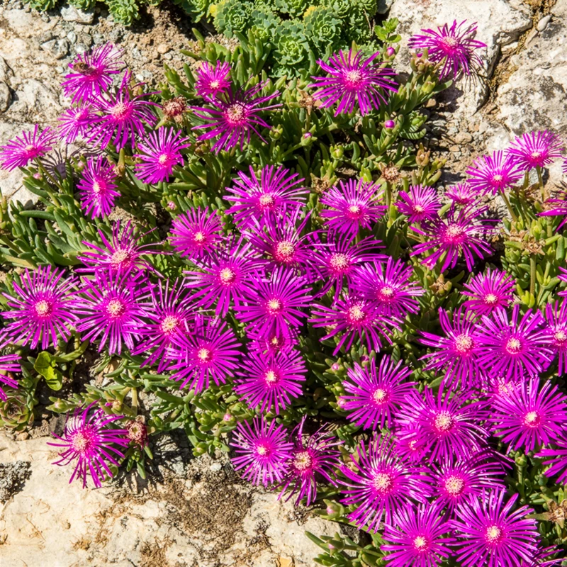 Delosperma de Cooper
