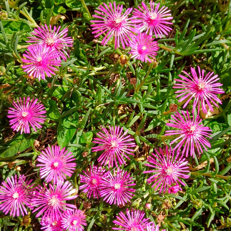 Delosperma de Cooper
