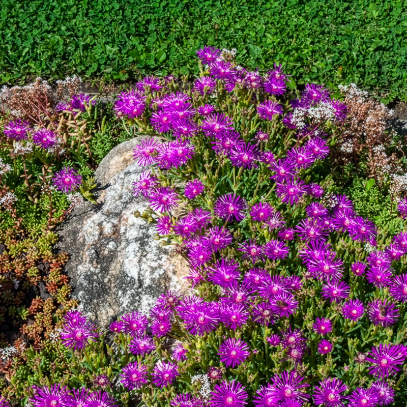 Delosperma de Cooper