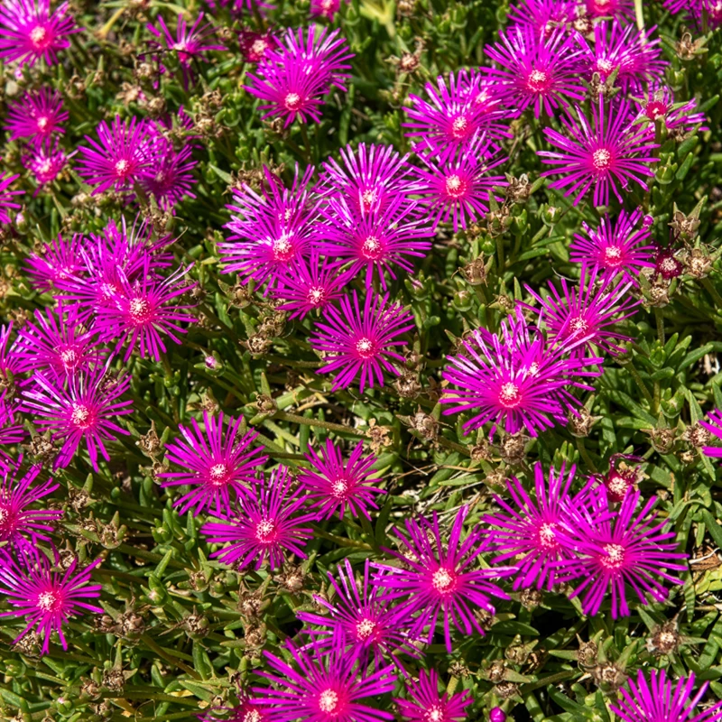 Delosperma de Cooper