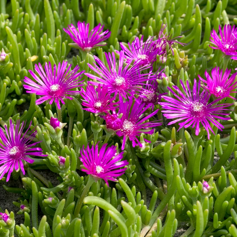 Delosperma de Cooper