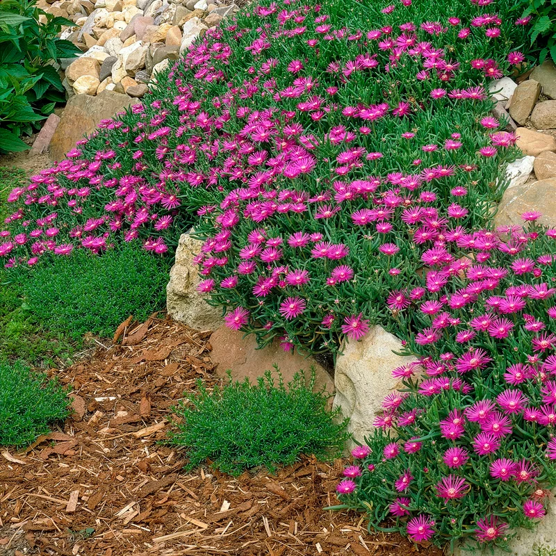 Delosperma de Cooper
