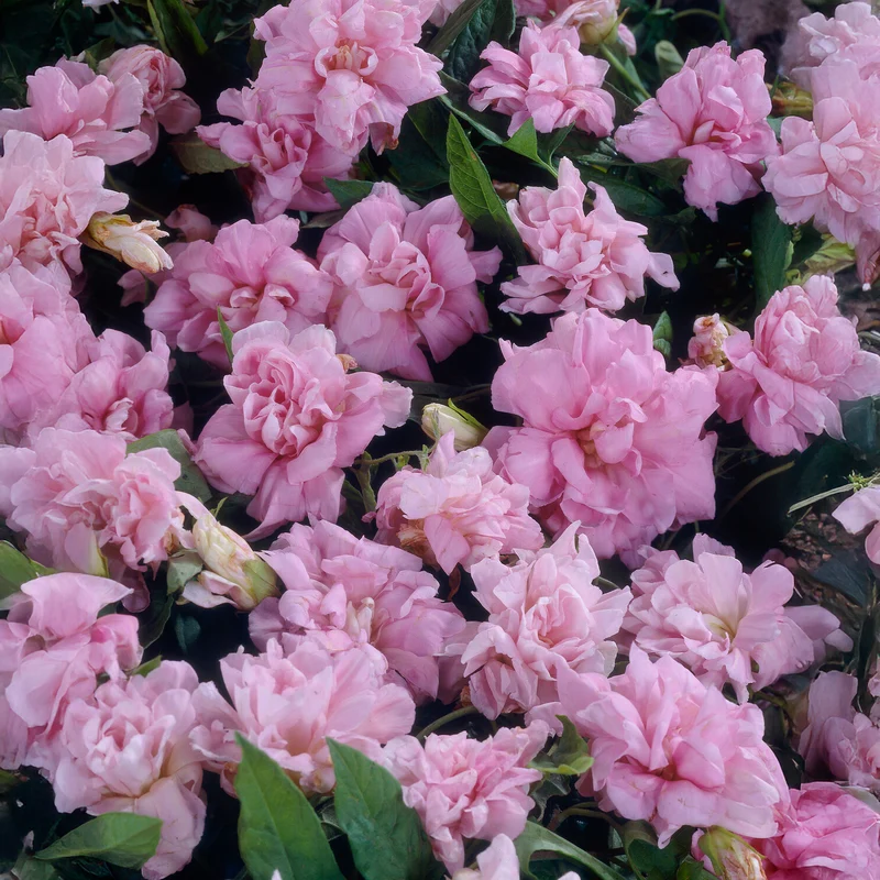 Liseron du japon à fleurs doubles