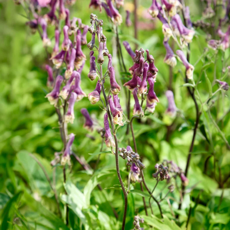 Aconit Purple Sparrow
