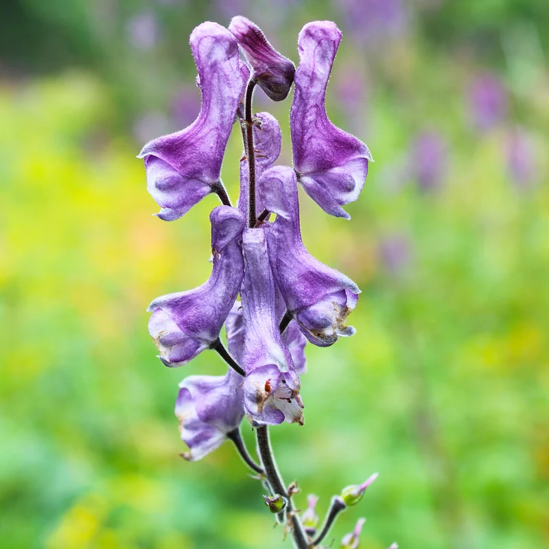Aconit Purple Sparrow