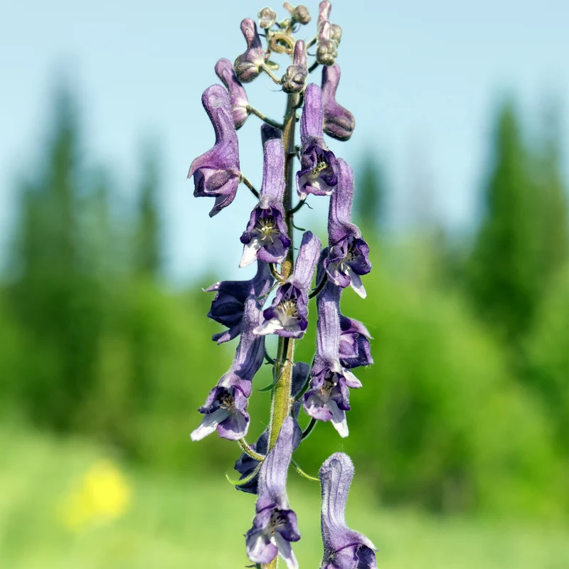 Aconit Purple Sparrow