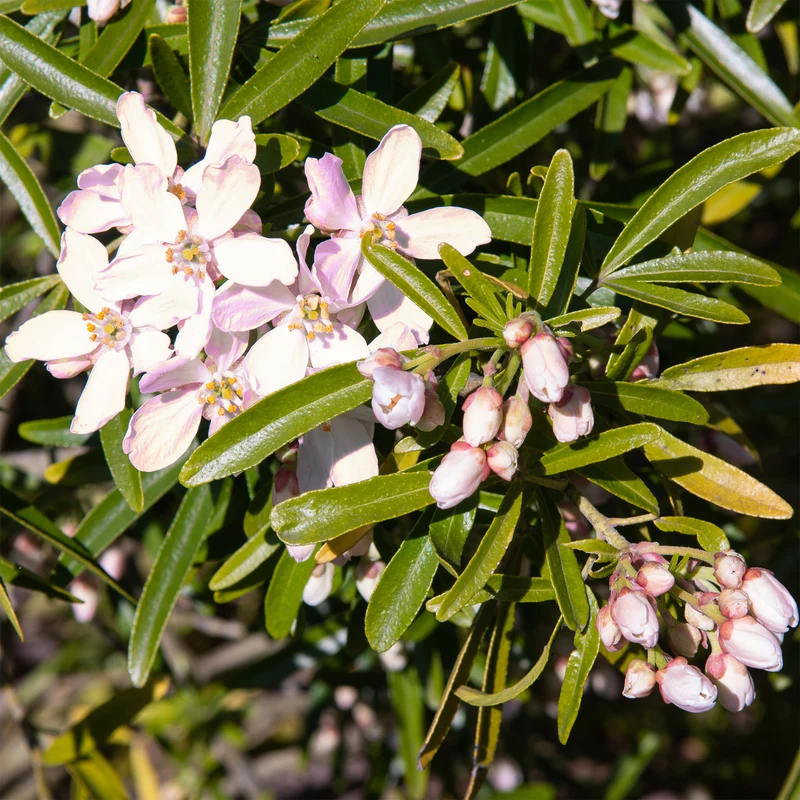 Oranger du Mexique Apple Blossom