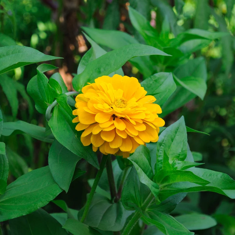 Zinnia jaune