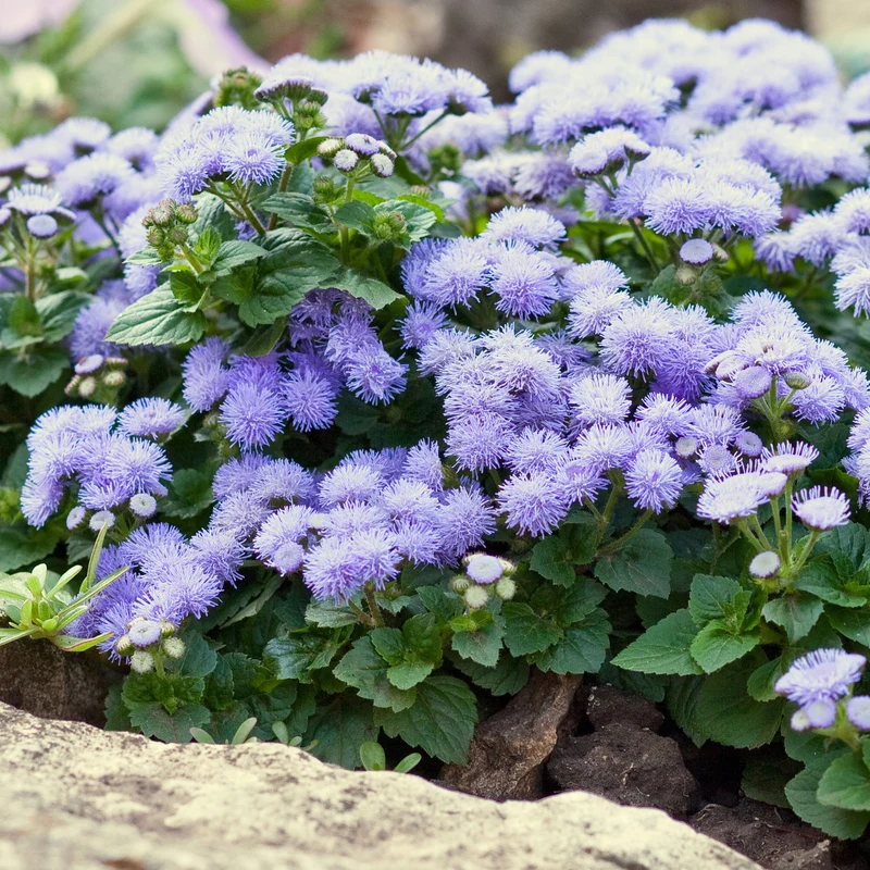 Ageratum bleu