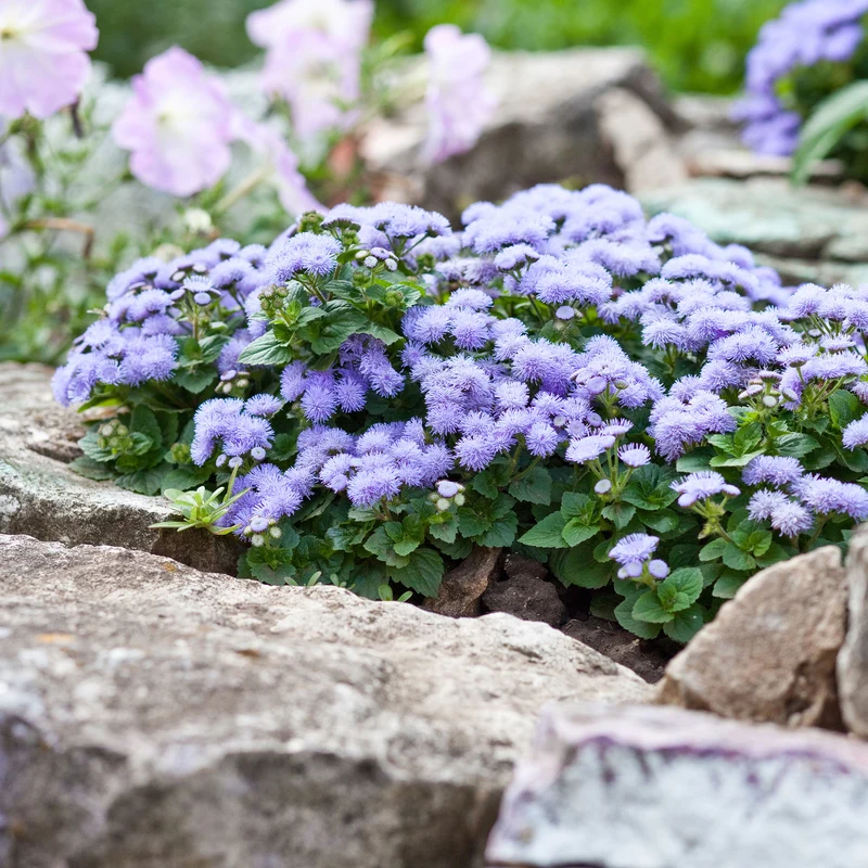 Ageratum bleu