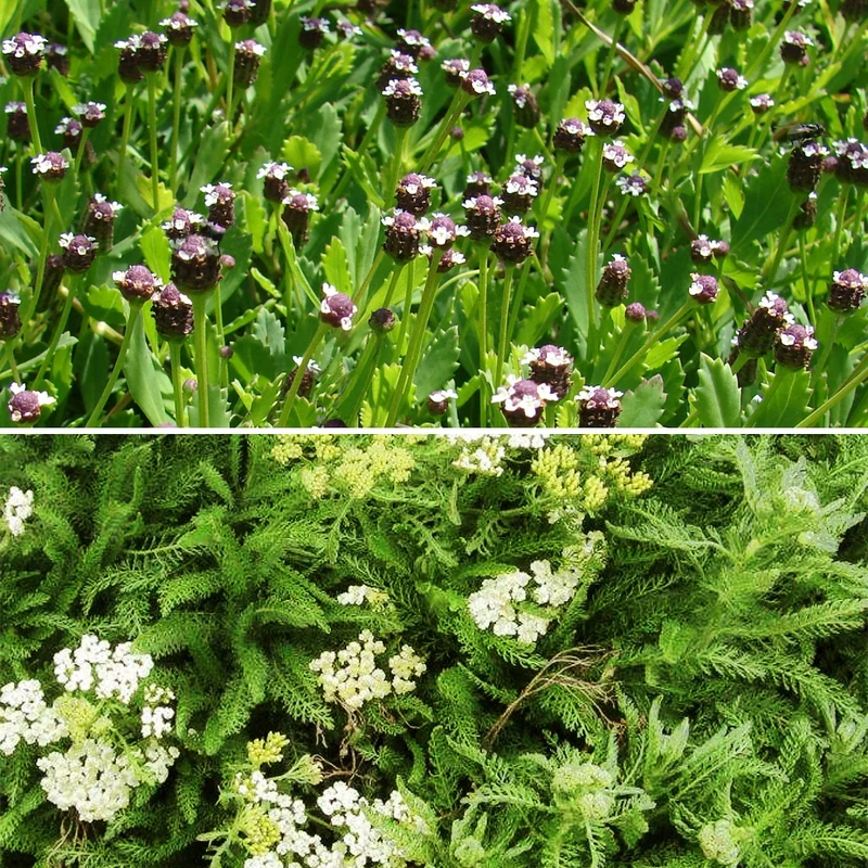 2 Achillées et 1 Lippia en mélange